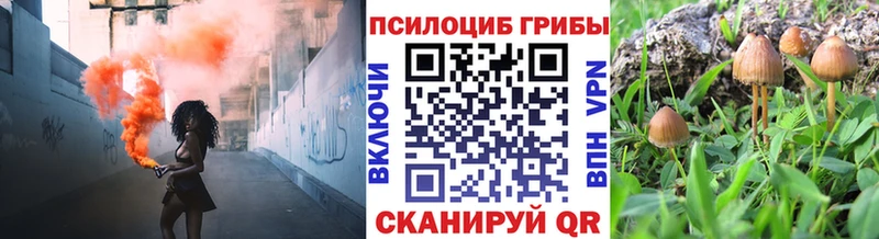 хочу наркоту  Сланцы  kraken зеркало  Псилоцибиновые грибы мицелий 